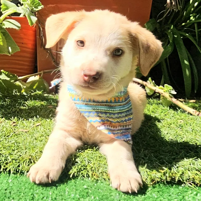 Pretzel "the Cutie Cutie