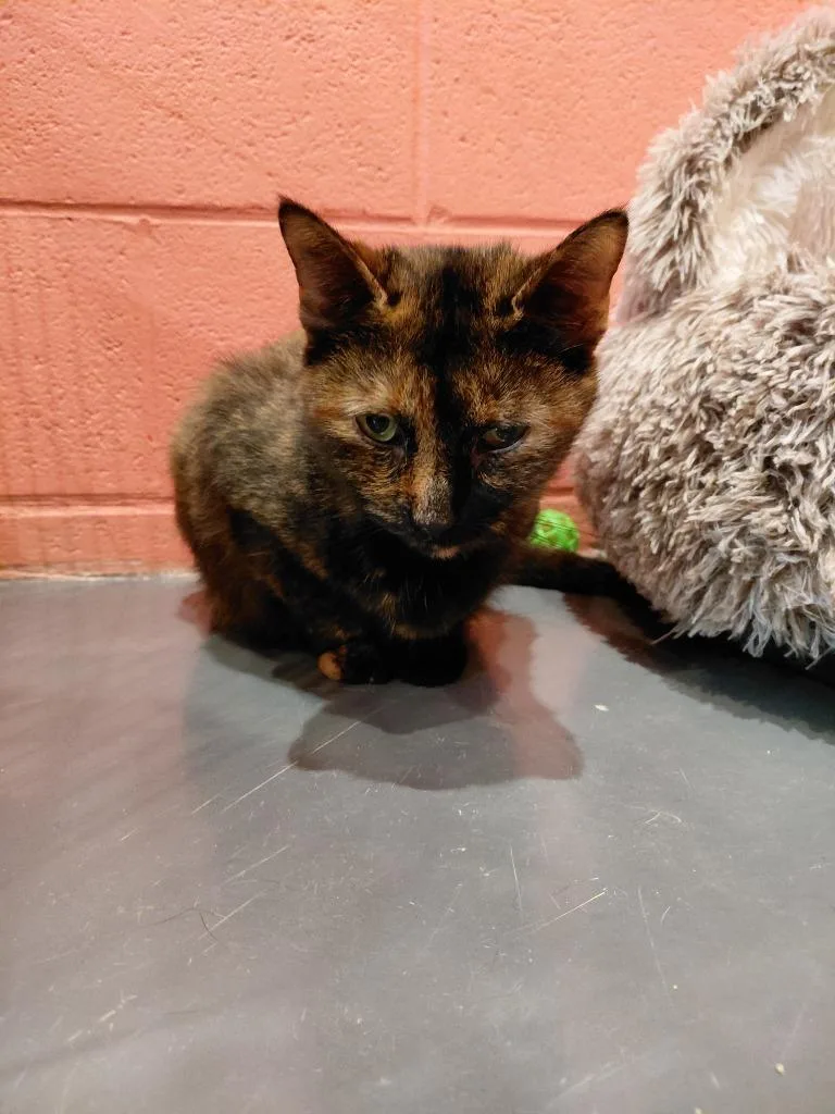 An adult medium-sized female Domestic Short Hair cat named Winifred for adoption in South Bend, IN