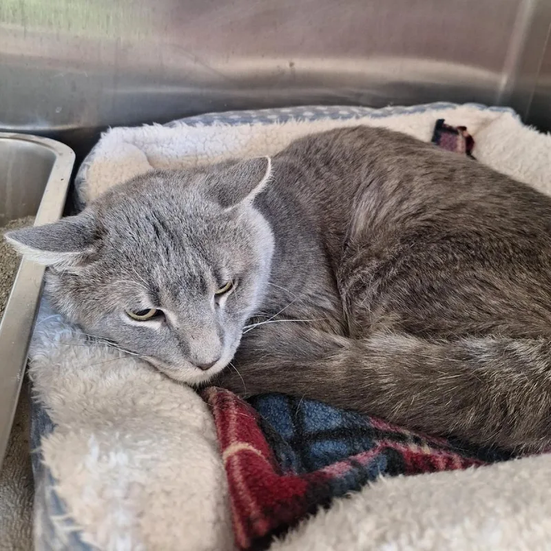 An adult medium-sized male Gray / Blue / Silver Domestic Short Hair cat named Oliver for adoption in Attica, NY