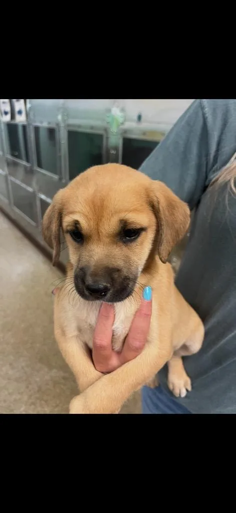 A baby large-sized female Border Collie dog named Xeno for adoption in Nacogdoches, TX