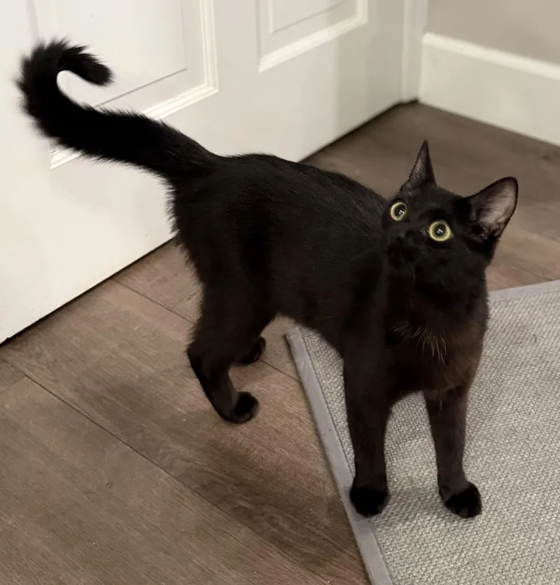 A baby medium-sized female Black Domestic Short Hair cat named Mini for adoption in Cincinnati, OH