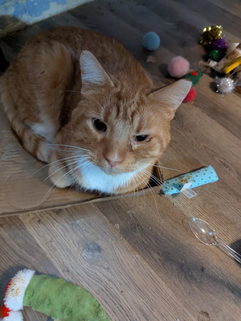 An adult medium-sized male Domestic Short Hair cat named Clayton for adoption in Waterloo, IA