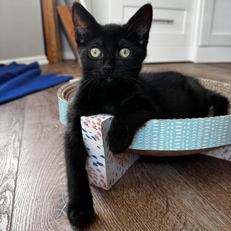 A baby small-sized male Black Domestic Short Hair cat named Clam for adoption in Pacific Palisades, CA