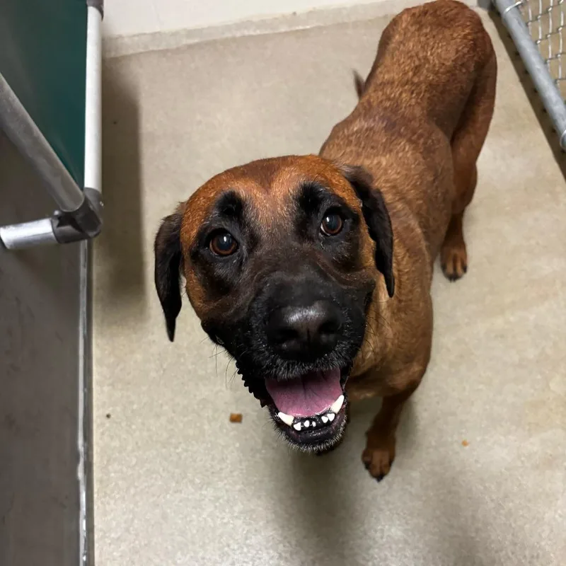 An adult medium-sized female Golden Mixed Breed dog named Harmony for adoption in Waukesha, WI