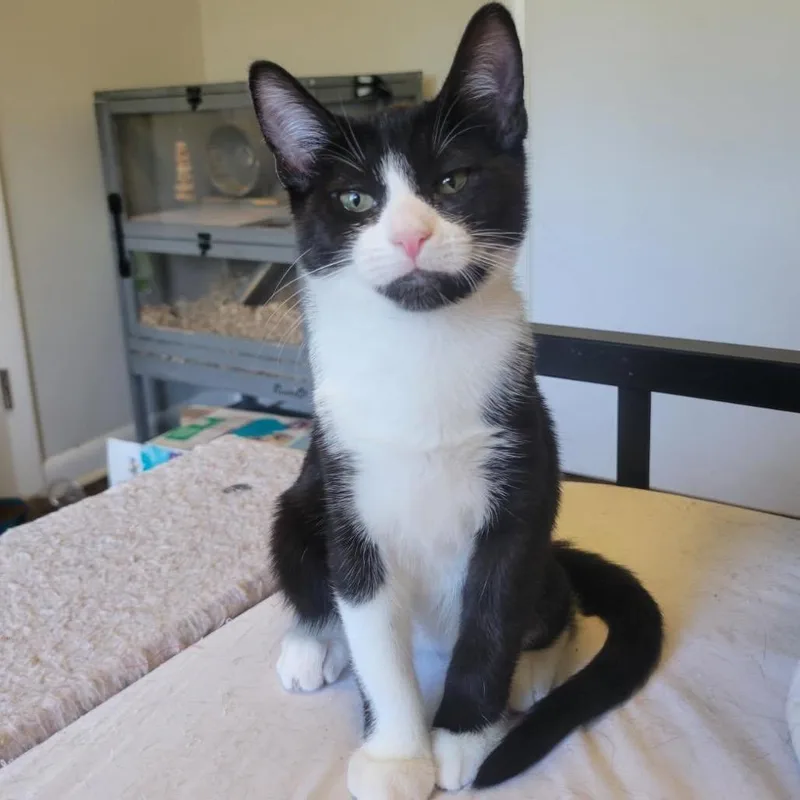 A baby small-sized female Black Domestic Short Hair cat named Tortellini for adoption in Mount Laurel, NJ