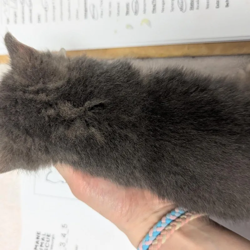 A baby small-sized male Gray / Blue / Silver Domestic Short Hair cat named Mr. Meow for adoption in Pittsburgh, PA