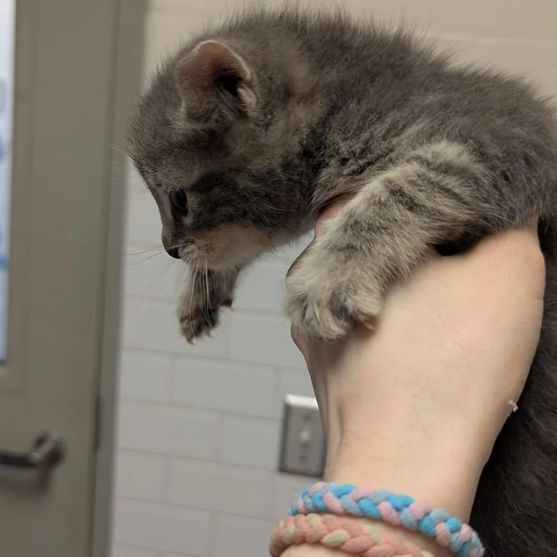 Mr. Meow thumbnail 2