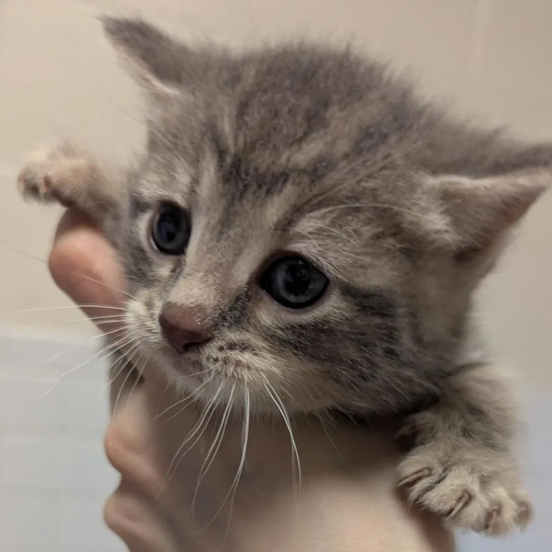Mr. Meow thumbnail 3