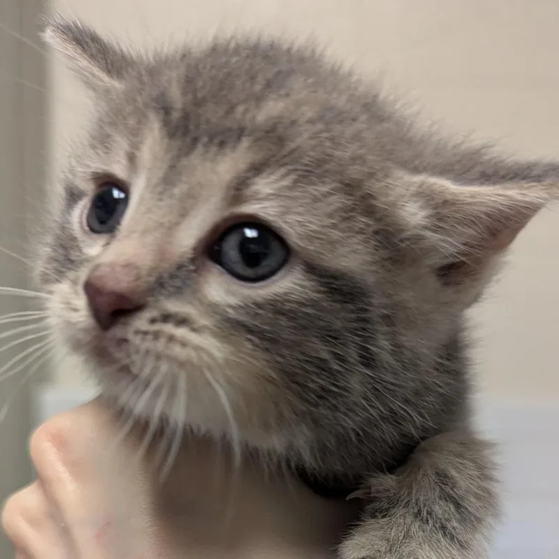 Mr. Meow thumbnail 4
