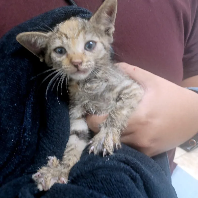 A baby small-sized female Torbie Domestic Short Hair cat named Lare for adoption in Guaynabo, PR