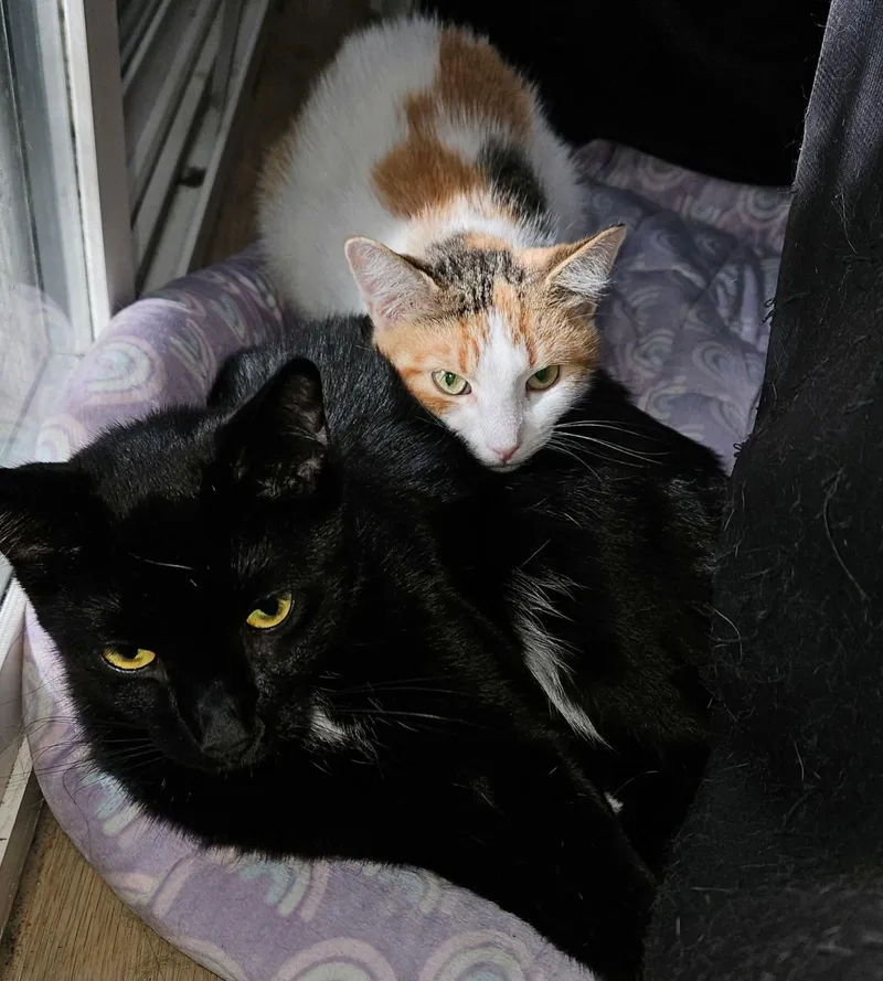 A young medium-sized female Calico Domestic Short Hair cat named Kit for adoption in Gladstone, OR