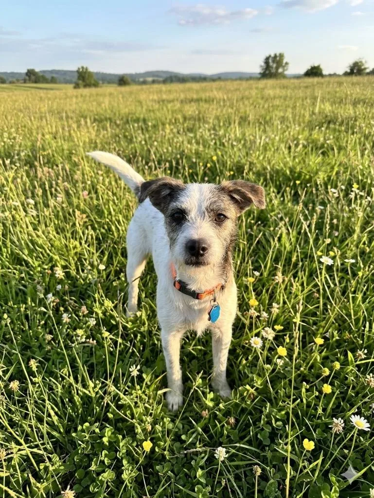 Rascal