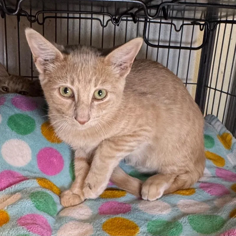 A baby medium-sized male Domestic Short Hair cat named Pipper for adoption in Saginaw, MI