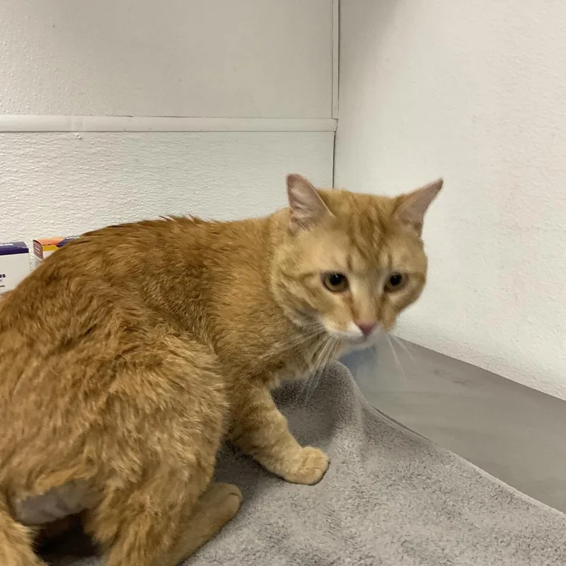 A young large-sized male Orange / Red Domestic Short Hair cat named Butterscotch for adoption in Henderson, NV