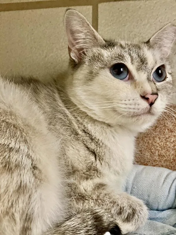 An adult small-sized female Domestic Short Hair cat named Maisy for adoption in Novato, CA