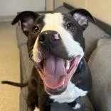 An adult medium-sized male Black Mixed Breed dog named Oadey for adoption in Lansing, MI