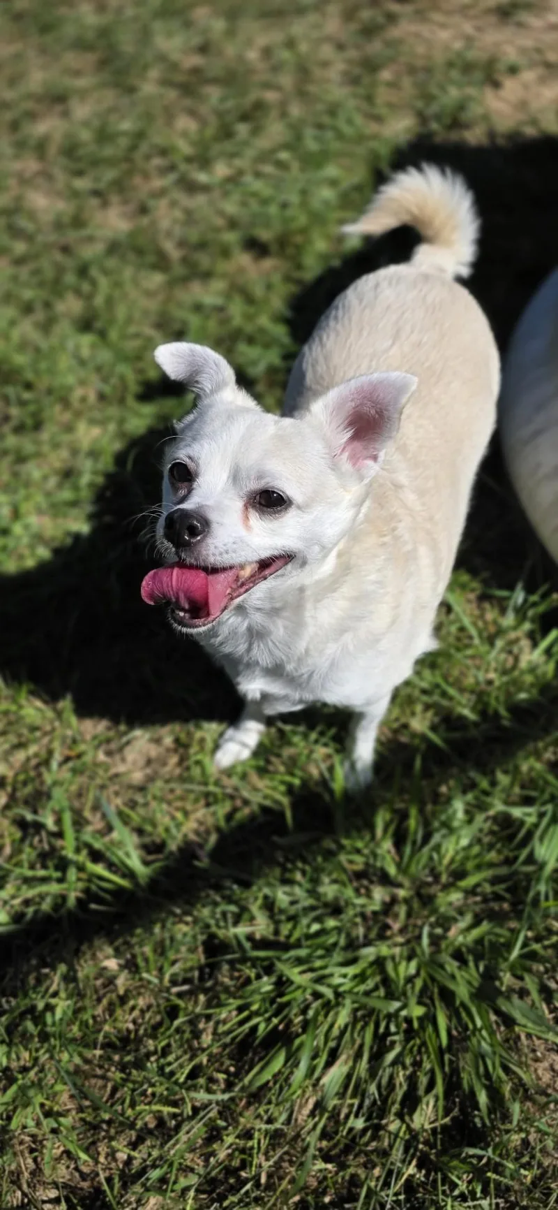 A senior small-sized female Chihuahua dog named Peanut for adoption in Shepherdsville, KY