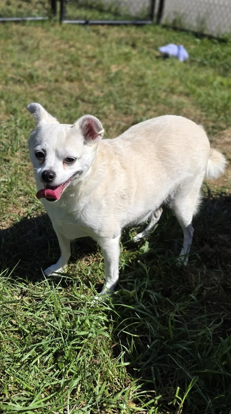 Peanut thumbnail 2