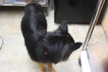 An adult large-sized male German Shepherd Dog dog named Bear for adoption in Picayune, MS