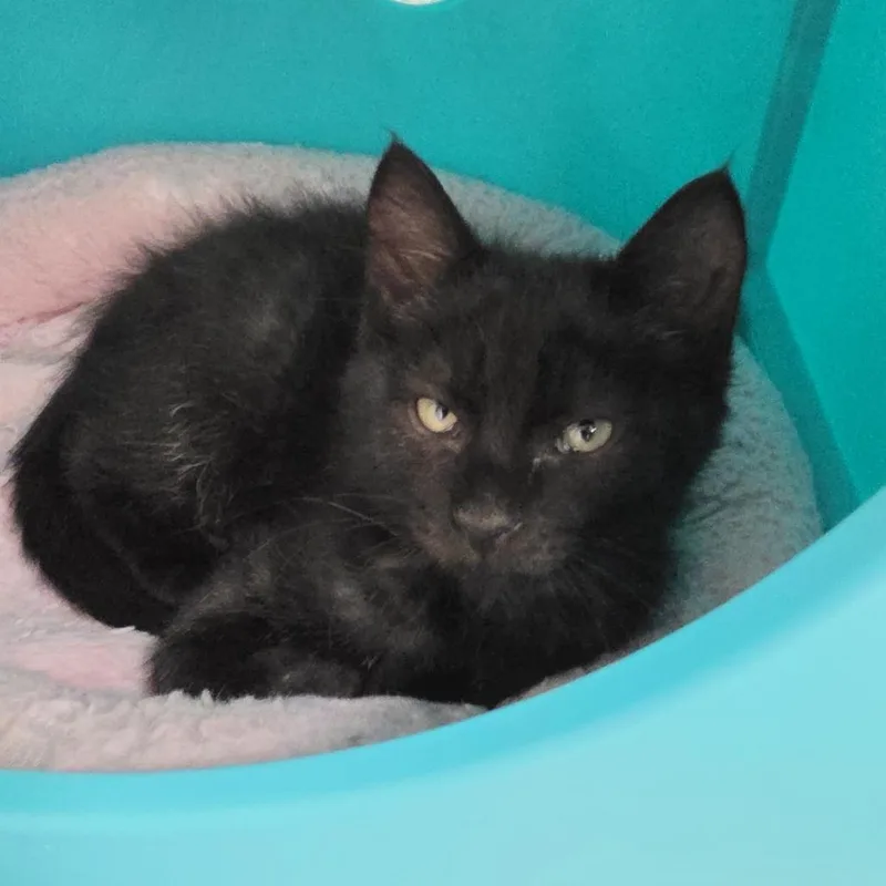 A baby small-sized male Black Domestic Short Hair cat named Ink for adoption in Oshkosh, WI