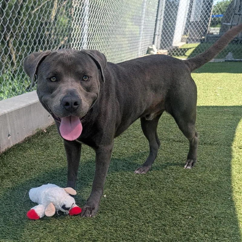 A young medium-sized male Gray / Blue / Silver Pit Bull Terrier dog named Dozer for adoption in Galveston, TX