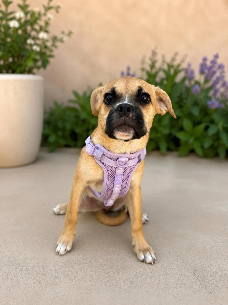 A baby small-sized female Brown / Chocolate Pug dog named Bridgette for adoption in Coachella, CA