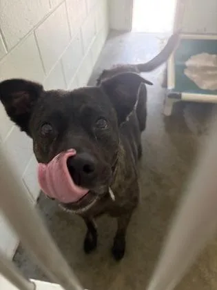 An adult large-sized male Mixed Breed dog named Wilbur for adoption in Columbus, IN