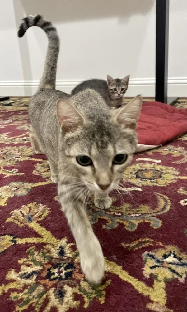 A young medium-sized female Domestic Short Hair cat named Apricat for adoption in Dallas, TX