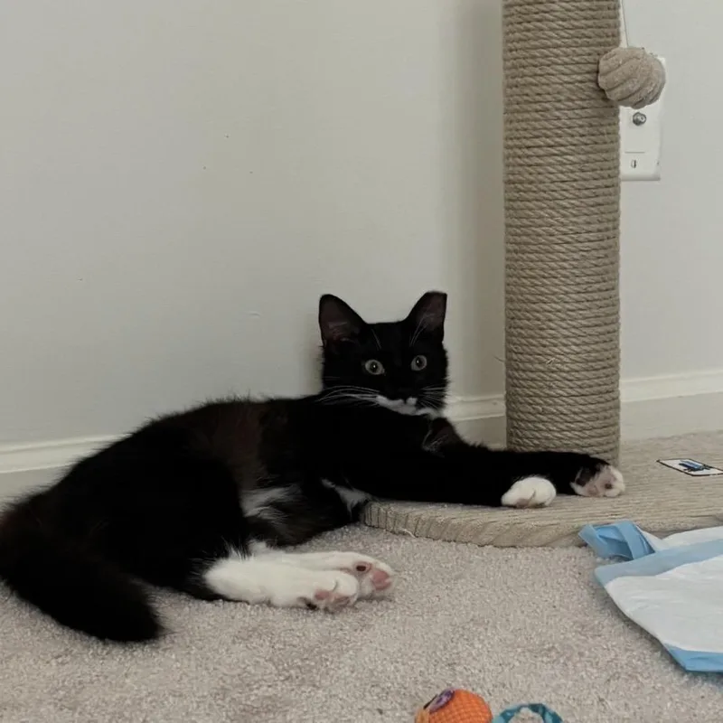 Minnie thumbnail 5