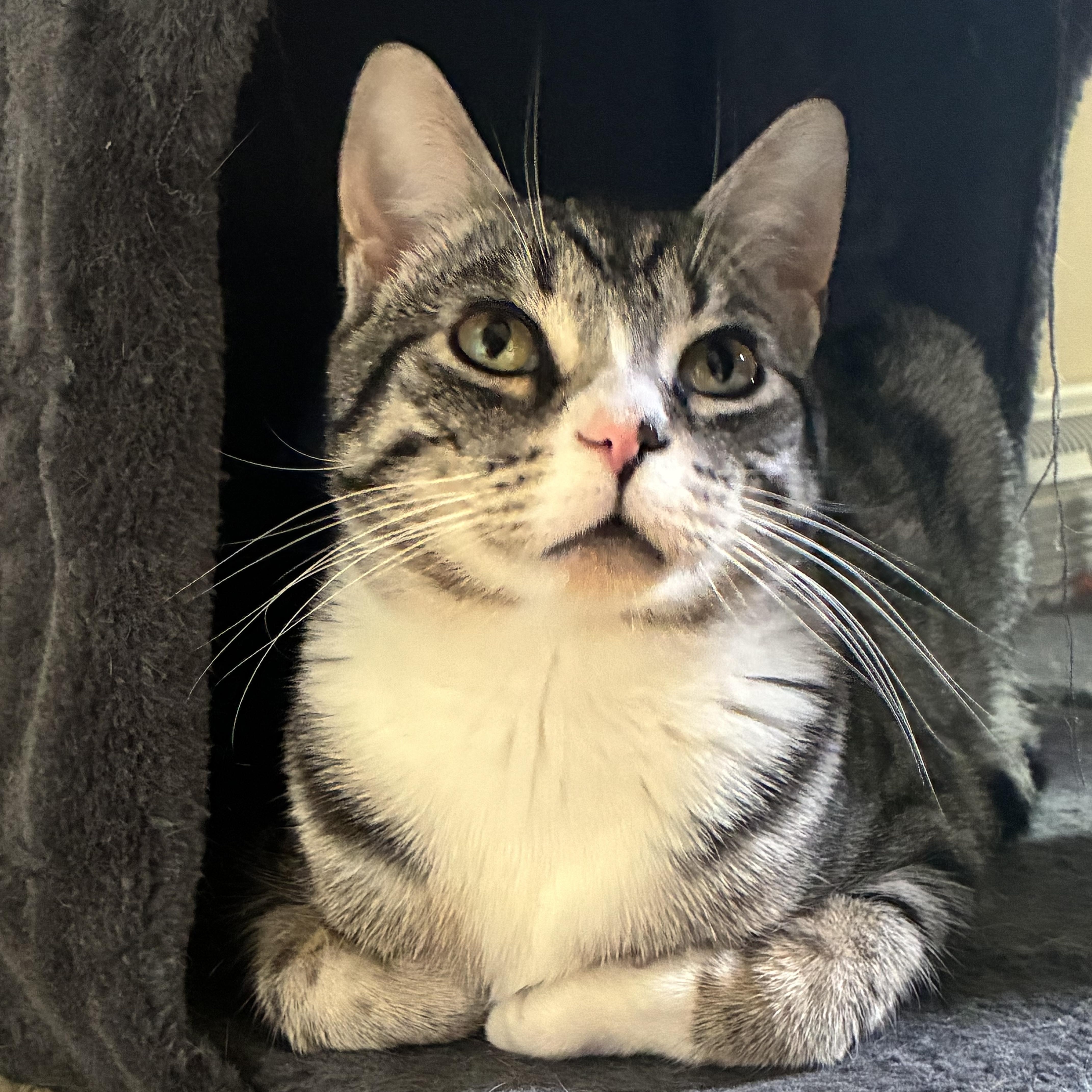 A young small-sized male Tabby (Brown / Chocolate) Domestic Short Hair cat named Po for adoption in Holly, MI