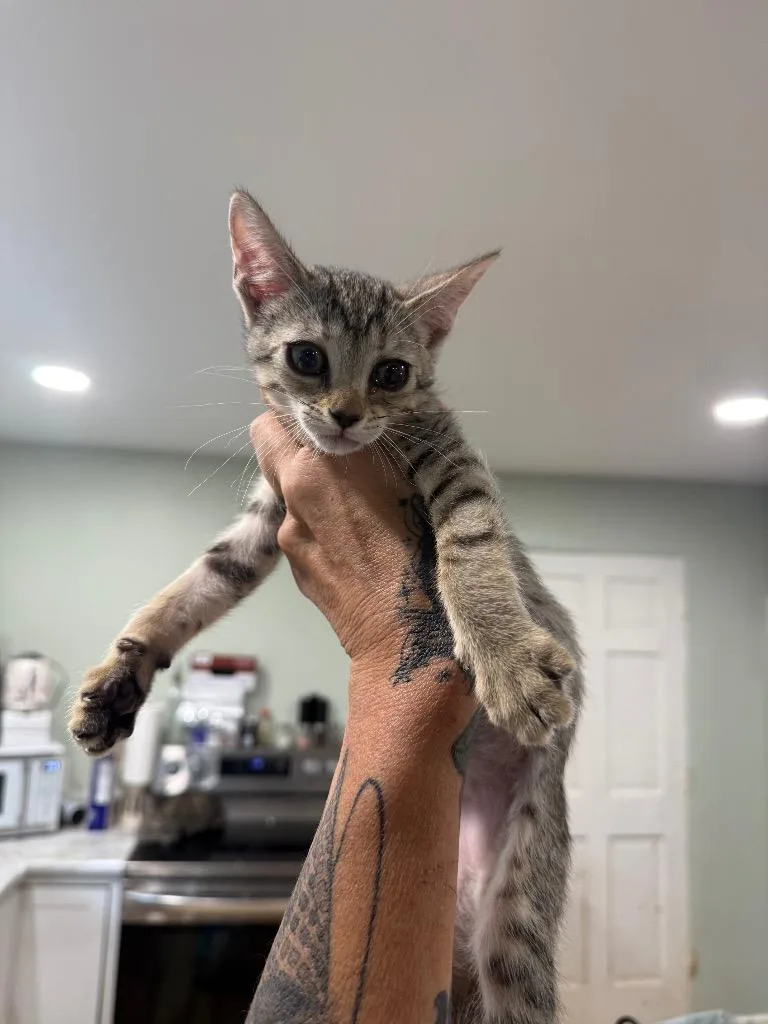 A baby large-sized female Domestic Short Hair cat named Shuri for adoption in warrenville, SC