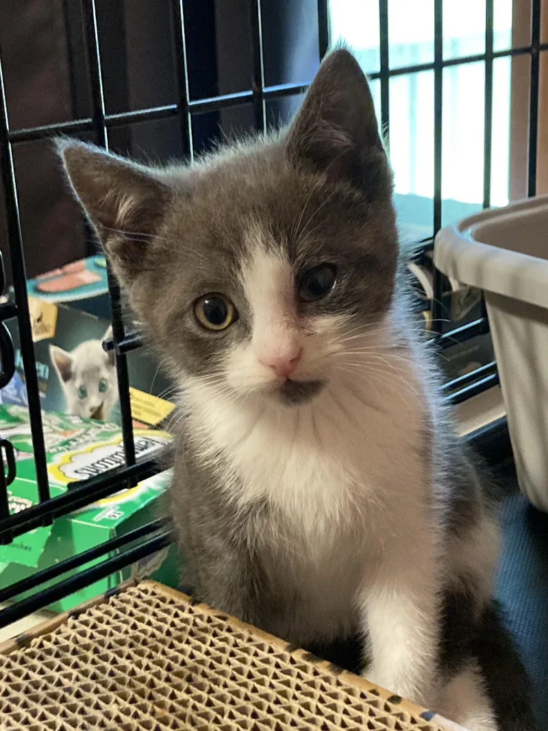 A baby small-sized female Domestic Short Hair cat named Nancy Drew for adoption in Pinson, AL