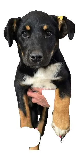A baby large-sized female German Shepherd Dog dog named Atlantic for adoption in Newport, KY
