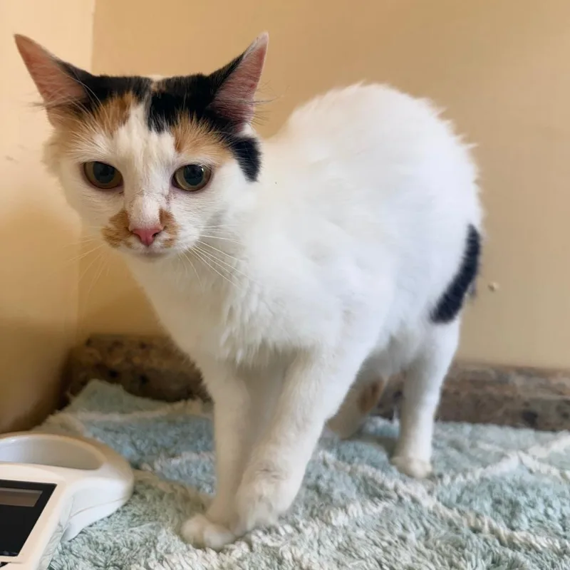 An adult medium-sized female White Domestic Short Hair cat named Trixie for adoption in Corinth, MS