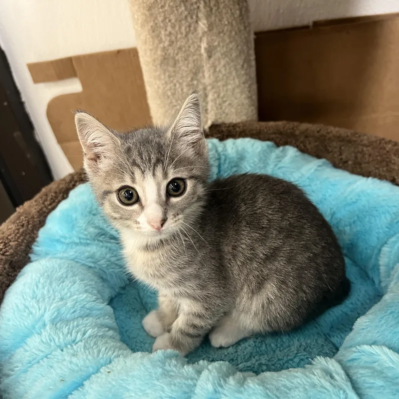 An adult medium-sized female Domestic Short Hair cat named Mia for adoption in Palmetto, FL