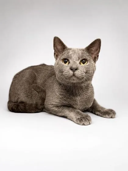 An adult medium-sized male Domestic Short Hair cat named Blue for adoption in Bowling Green, KY