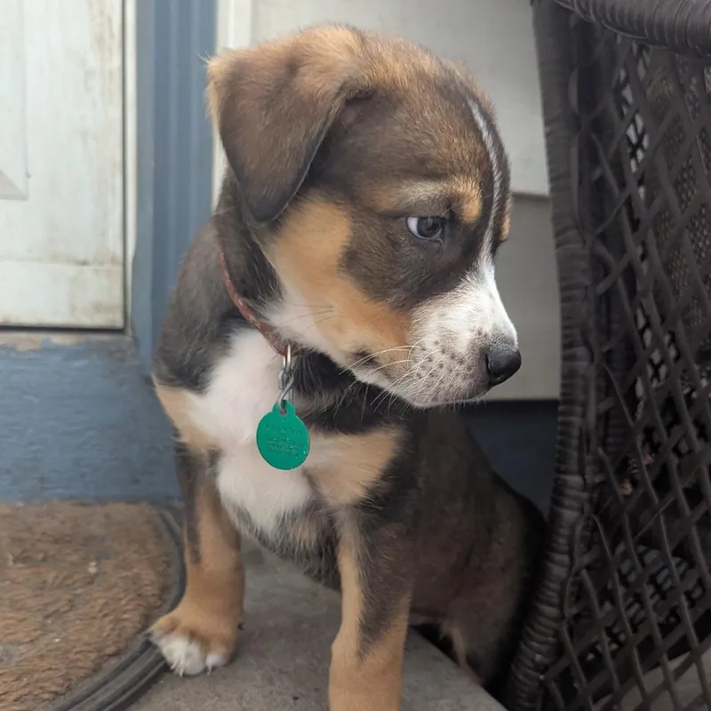 A baby small-sized male Brown / Chocolate Mixed Breed dog named Calcifer for adoption in Buffalo, MN