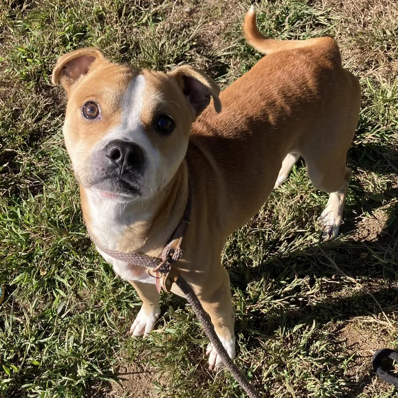 A young medium-sized male Yellow / Tan / Blond / Fawn Mixed Breed dog named Tadpole for adoption in Mishawaka, IN