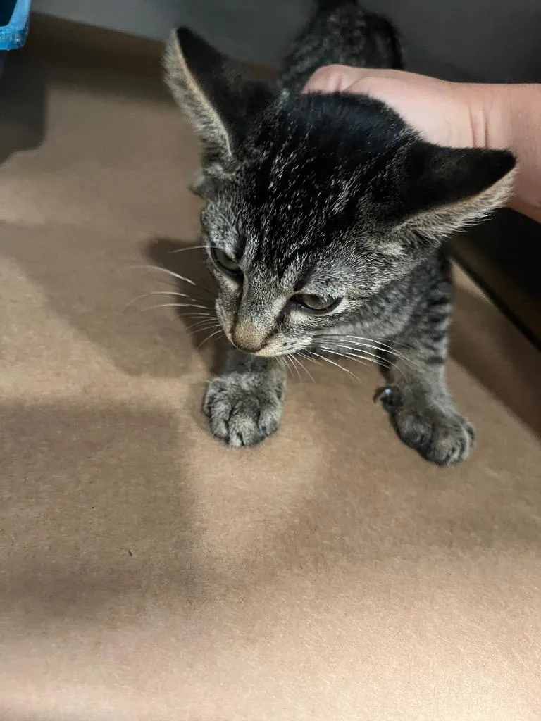 A baby large-sized male Domestic Short Hair cat named Buckles for adoption in Cartersville , GA
