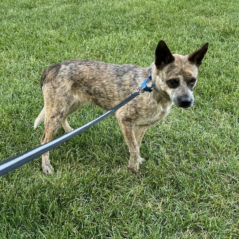An adult medium-sized female Brindle Australian Cattle Dog / Blue Heeler dog named Edith for adoption in Fort Collins, CO