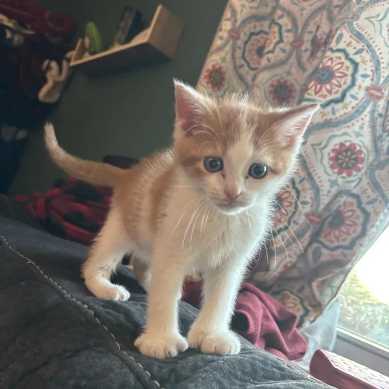 A baby small-sized male Orange / Red Domestic Short Hair cat named Julius for adoption in Reisterstown, MD