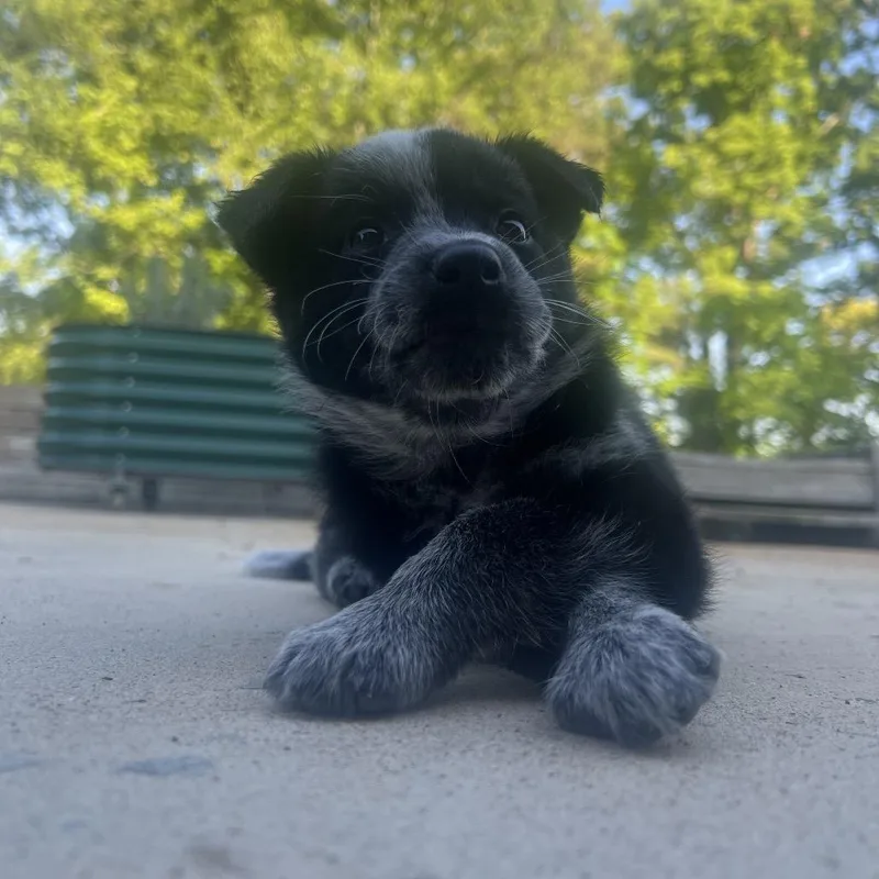 Sly Cooper thumbnail 2