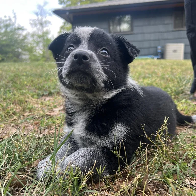 Sly Cooper thumbnail 3