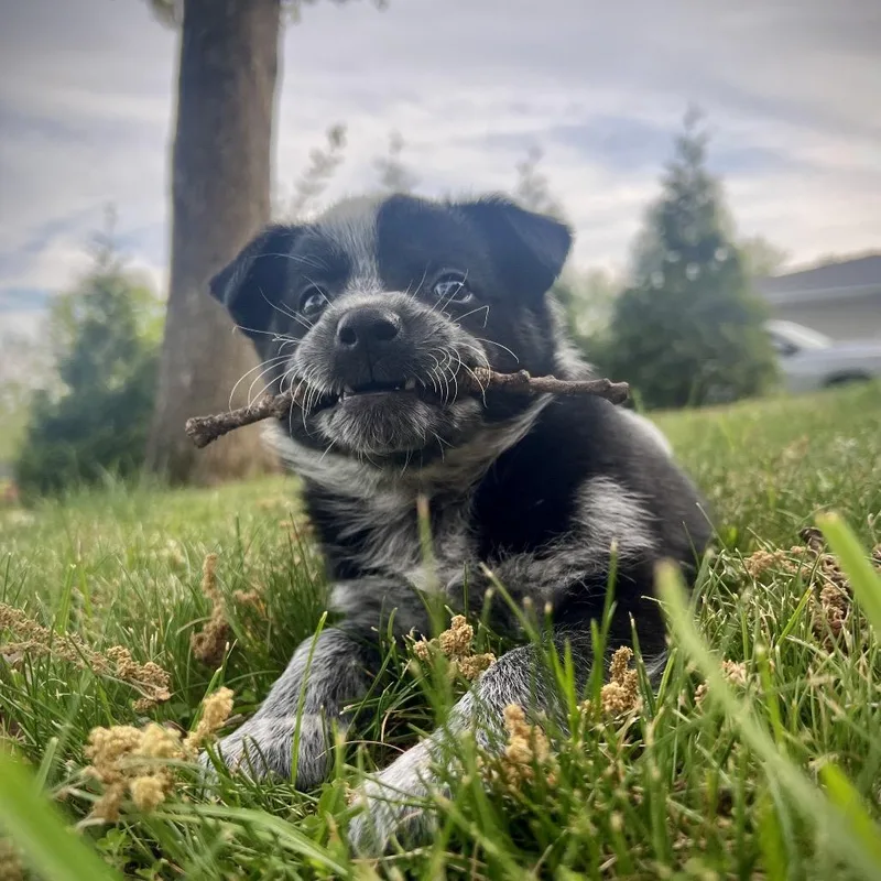 Sly Cooper thumbnail 4