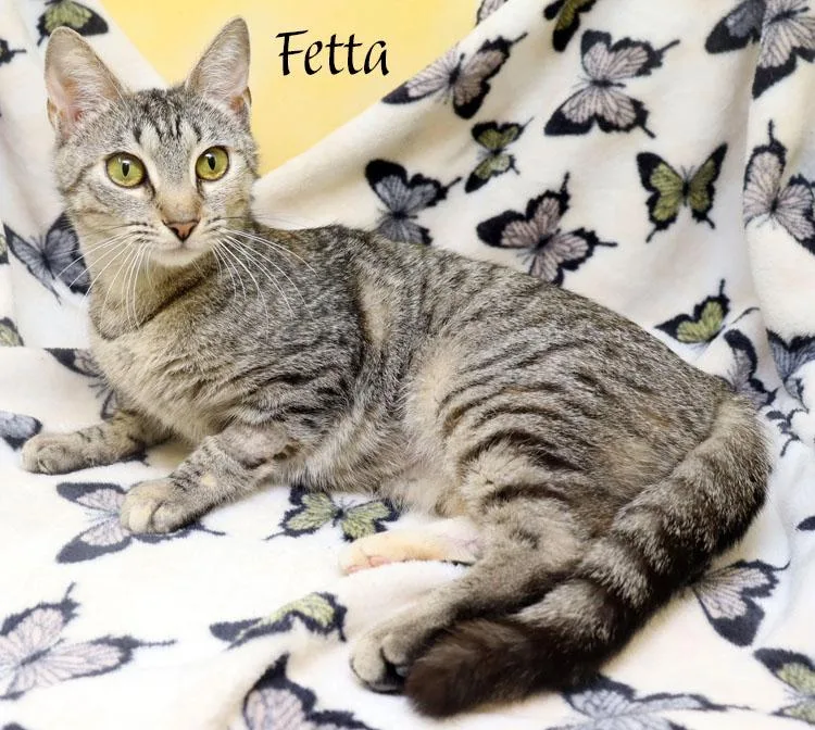 Fetta thumbnail 2
