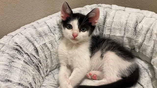 A baby small-sized male Domestic Short Hair cat named Sausalito for adoption in Tustin, CA