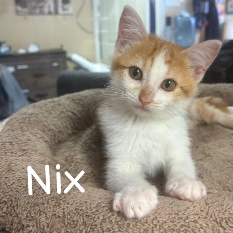 A baby small-sized female Orange / Red Domestic Short Hair cat named Nix Meet me at for adoption in Buffalo, MN