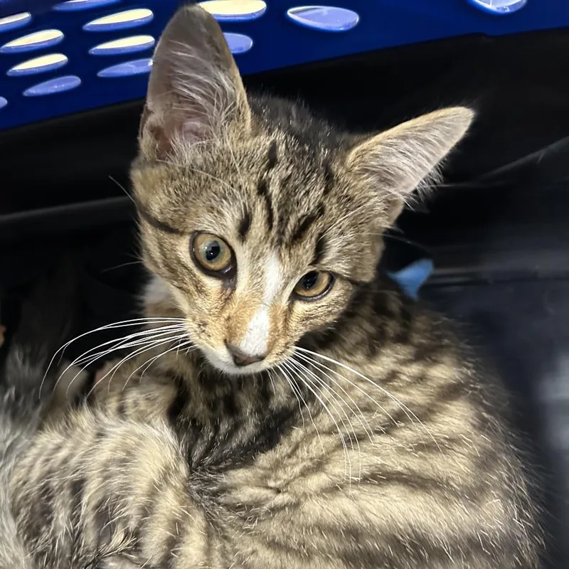 A baby small-sized male Brown / Chocolate Domestic Short Hair cat named Cutie for adoption in Newark, NJ