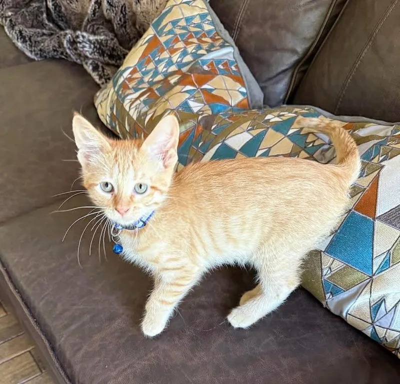 A baby medium-sized female Tabby (Orange / Red) Tabby cat named Winky for adoption in Lombard, IL