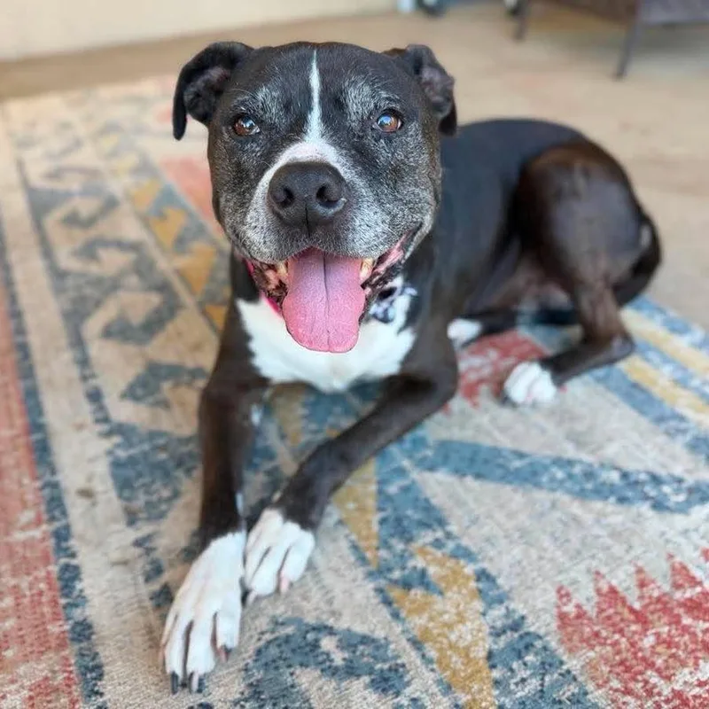 A senior medium-sized female Black Pit Bull Terrier dog named Diamond for adoption in Ramona, CA
